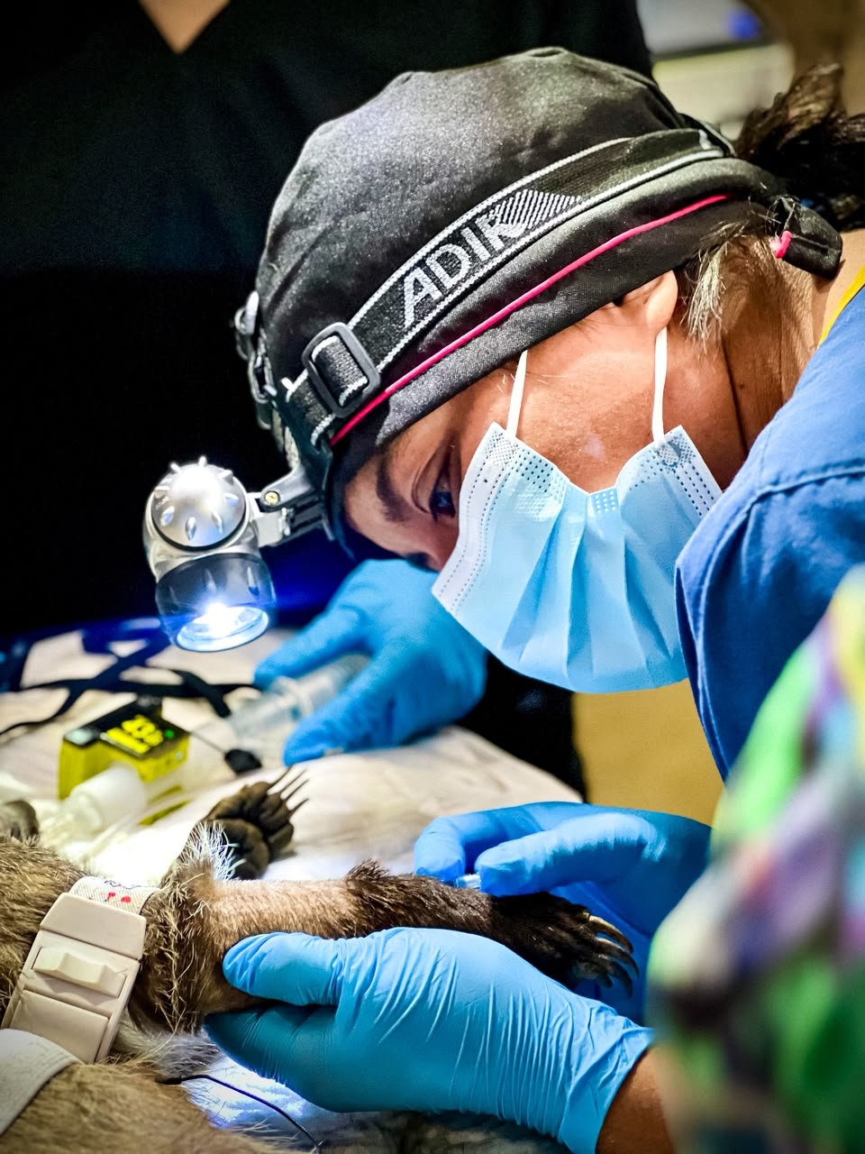 Pachuca abre inscripciones para el Curso de Rehabilitación de Fauna Silvestre 2026